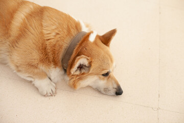 cute welsh corgi Pembroke dog lying on the cold tiles floor in summer trying to get cool, summer heat and dogs