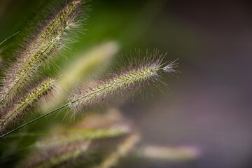 Close up of Swamp Foxtail grass seed spears isolated against a soft, colourful background in sunshine. Copy space.