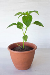 dew drops on the leaves of a pepper plant growing in a pot, on a white background