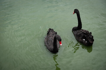 Black swan red mount on the lake