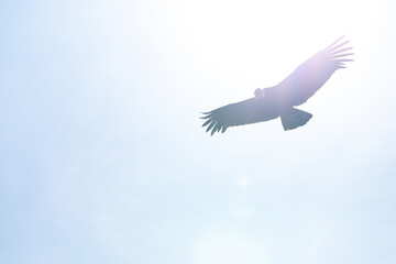 Andean condor (Vultur gryphus), one of the largest flying birds in the world, flying over the Colca...