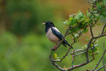 Rosy Starling (Pastor roseus) perched on a tree branch