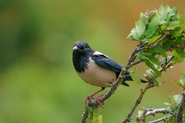 Rosy Starling (Pastor roseus) perched on a tree branch