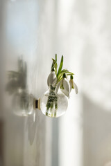 Snowdrops or Galanthus in a transparent vase.