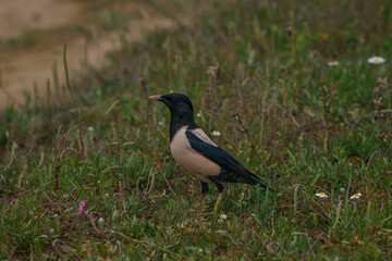 Rosy Starling (Pastor roseus) perched on grass