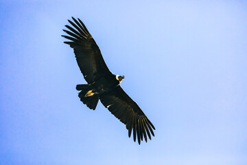 Andean condor (Vultur gryphus), one of the largest flying birds in the world, flying over the Colca Canyon in Peru on a background of mountains.