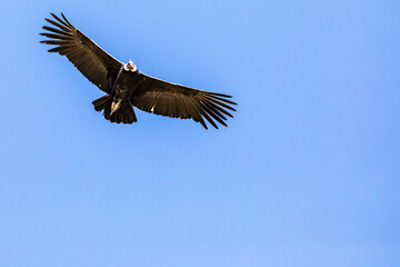 Andean condor (Vultur gryphus), one of the largest flying birds in the world, flying over the Colca...