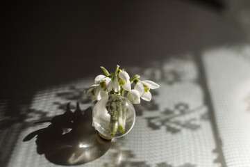 Snowdrops or Galanthus in a transparent vase.
