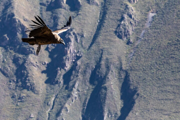 Andean condor (Vultur gryphus), one of the largest flying birds in the world, flying over the Colca Canyon in Peru on a background of mountains.