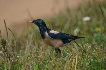 Obraz premium Rosy Starling (Pastor roseus) perched on grass