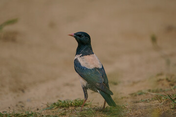 Wildlife, Rosy Starling (Pastor roseus) walking on dirt road