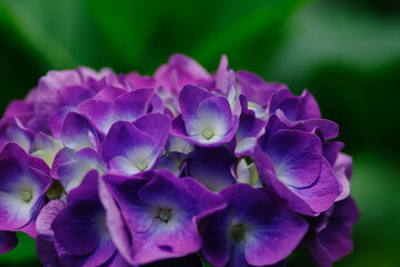 紫の濃い色のアジサイ