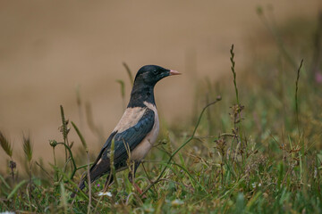 Obraz premium Rosy Starling (Pastor roseus) perched on grass