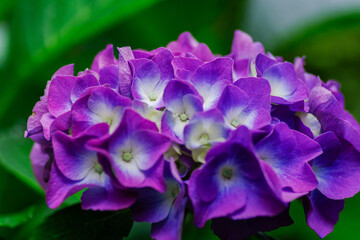 紫の濃い色のアジサイ