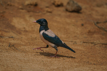 Wildlife, Rosy Starling (Pastor roseus) walking on dirt road