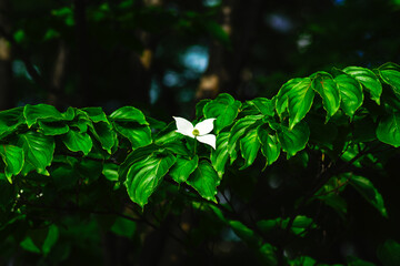 白いハナミズキが満開