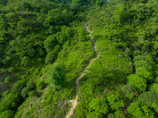 Aerial view of woman hiker hiking on tropical forest trail