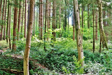 Naklejka premium Säulen des Waldes