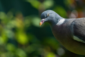 Duif - Pigeon