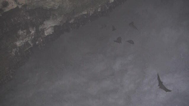 Million Bats at Lalay Bat Cave in Puncak Guha Beach Garut West Java Indonesia Slow Motion