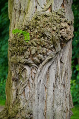Heavily grooved bark of the black locust hardwood deciduous tree (Robinia pseudoacacia) with a fresh leaf growing out directly from the trunk. Garbsen, Lower Saxony, Germany.