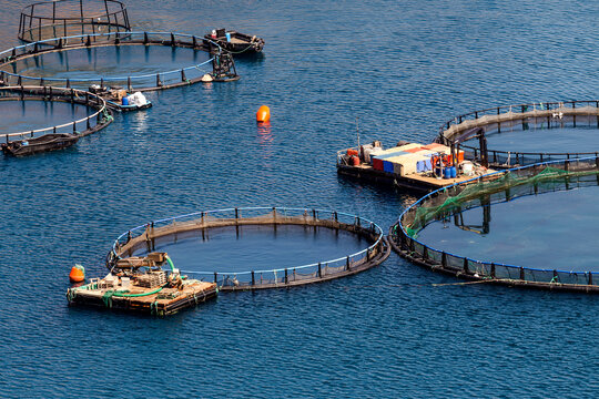 Growing fish in the open sea, view of the ponds with fish