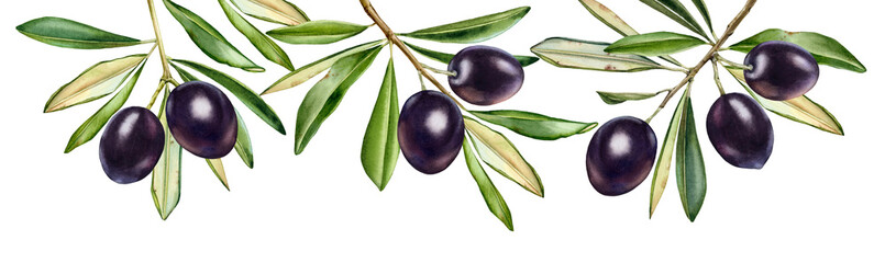 Watercolor black olives. Horizontal border with hanging branches. Dark shiny fruits with leaves. Realistic painting with fresh ripe olives. Botanical illustration on white