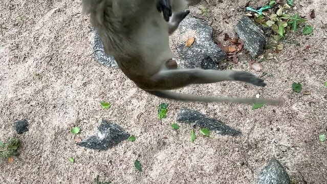 Monkey jump and grab peanut from person&rsquo;s hand top view outdoor nature slow motion. Person feeding hungry monkey hand touching food. Long tail monkey look up jump and reach - day