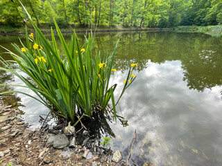 Sumpf-Schwertlilie Iris pseudacorus blüht an einem Teich