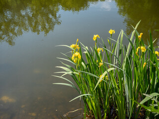  Sumpf-Schwertlilie Iris pseudacorus blüht im Frühling