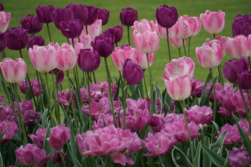field of pink and purple tulips 