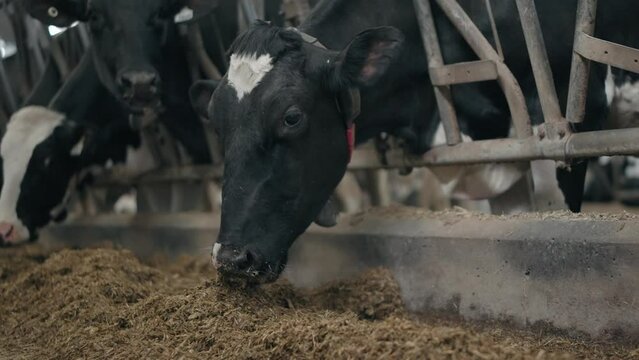 Closeup Of Dairy Cows Eating Hay In The Barn - slow motion
