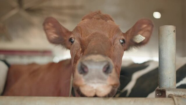 Close up Of Dairy Cow In A Cow Shed