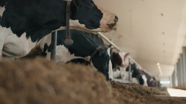 Cows Eating In A Cow Shed - selective focus