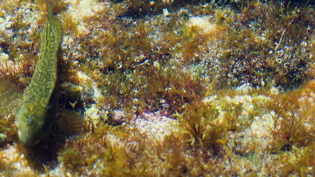 Barriguda mora (Ophioblennidus atlanticus) eating algae in the shallow waters of the rocky coast of the Canary Islands, Spain.