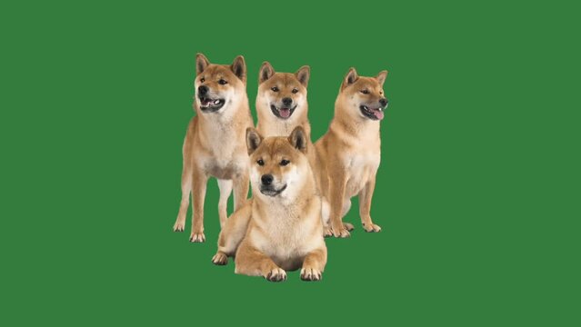 group of shiba inu on green screen