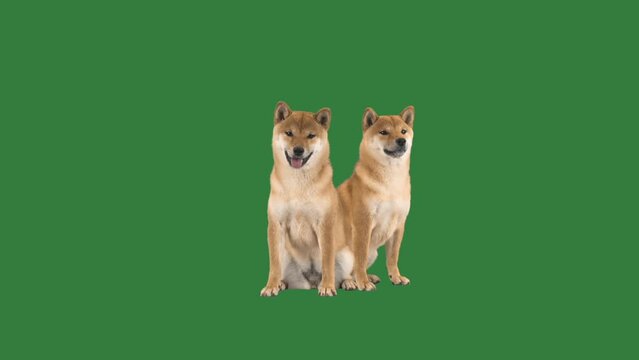 group of shiba inu on green screen