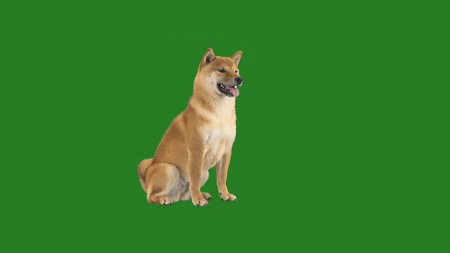 shiba inu on green screen