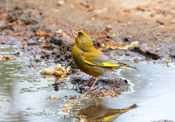 European greenfinch male bird drinking water, Chloris chloris