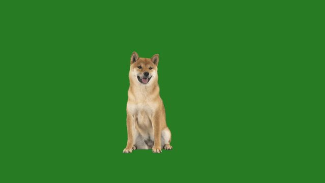 shiba inu on green screen