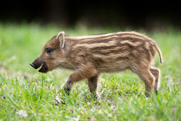 Wild boar piglet walking in the spring forest - 507248413