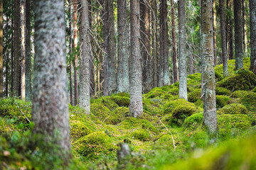 Fototapeta premium Magic spruce forest covered with moss. Selective focus.