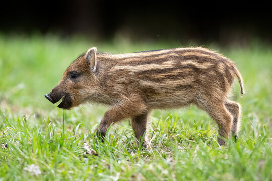 Baby Boar Images – Browse 16,509 Stock Photos, Vectors, and Video | Adobe  Stock
