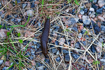 a very large black snail without a shell