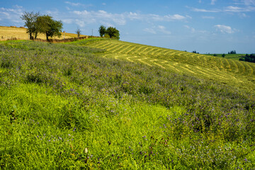 Fenêtre de séchage lors de la récolte du foin, prairie bocagère, vallée du Dourdou, Aveyron,...