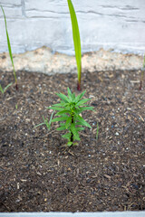 Flower of Lys Asiatica in full development process.