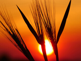 Winter barley at sunset in the evening sky as a symbolic image.