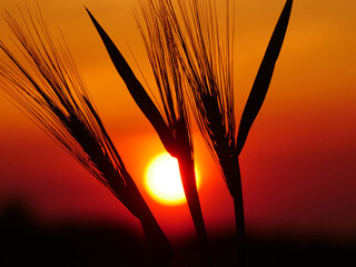 Winter barley at sunset in the evening sky as a symbolic image.