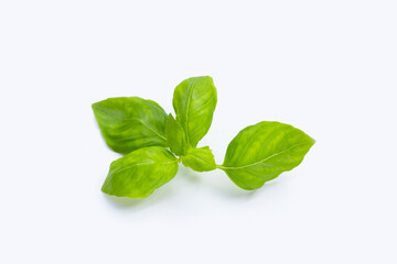 Basil leaves on white background.