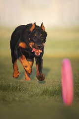 Beauceron french shepherd dog playing with a toy	